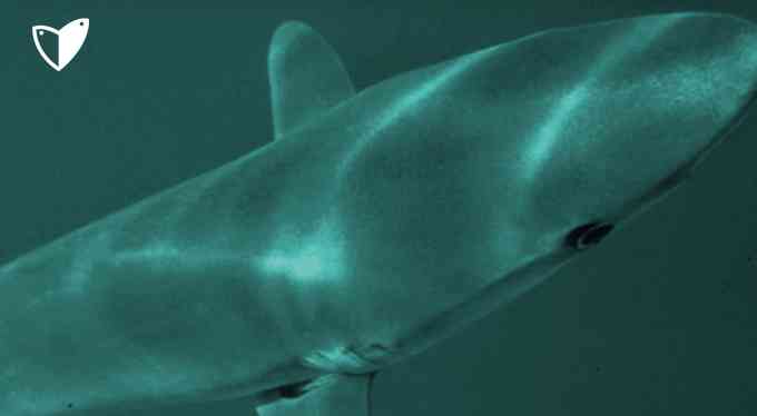 ¿Qué clase de pescado es el cazón?